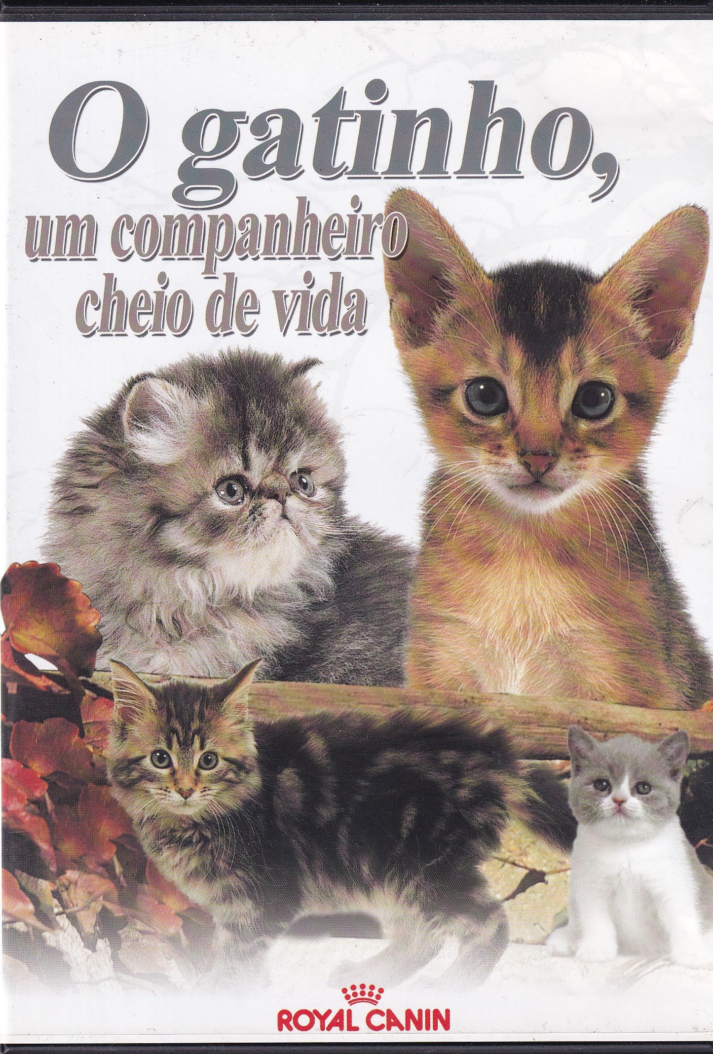 DVD O GATINHO, UM COMPANHEIRO CHEIO DE VIDA - USADO